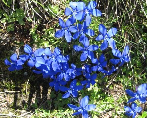 12-Blumen