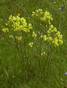 21-Blumen